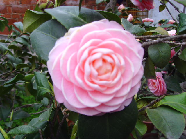 SSL24404.JPG