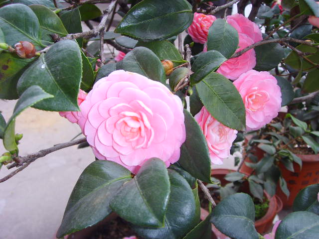 SSL24397.JPG