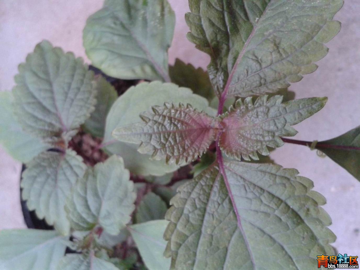 20130327_180533.jpg