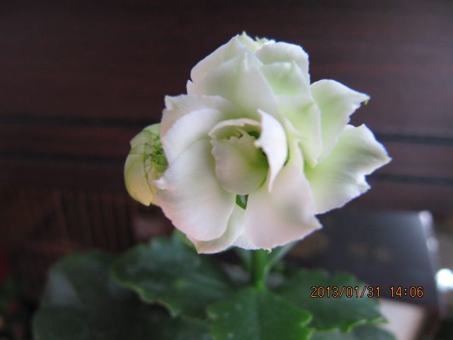 IMG_4411.jpg