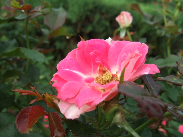 DSCF4250.JPG