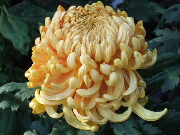 DSCF2123_调整大小.JPG
