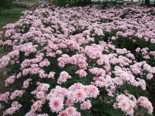 DSCF7529_调整大小.JPG
