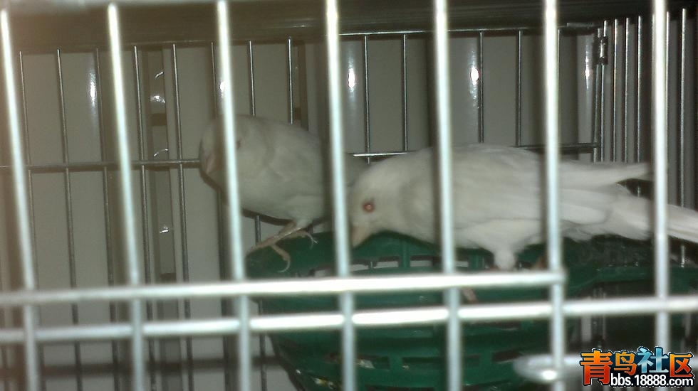 20130317519.jpg