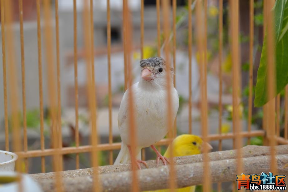 DSC_0123.JPG