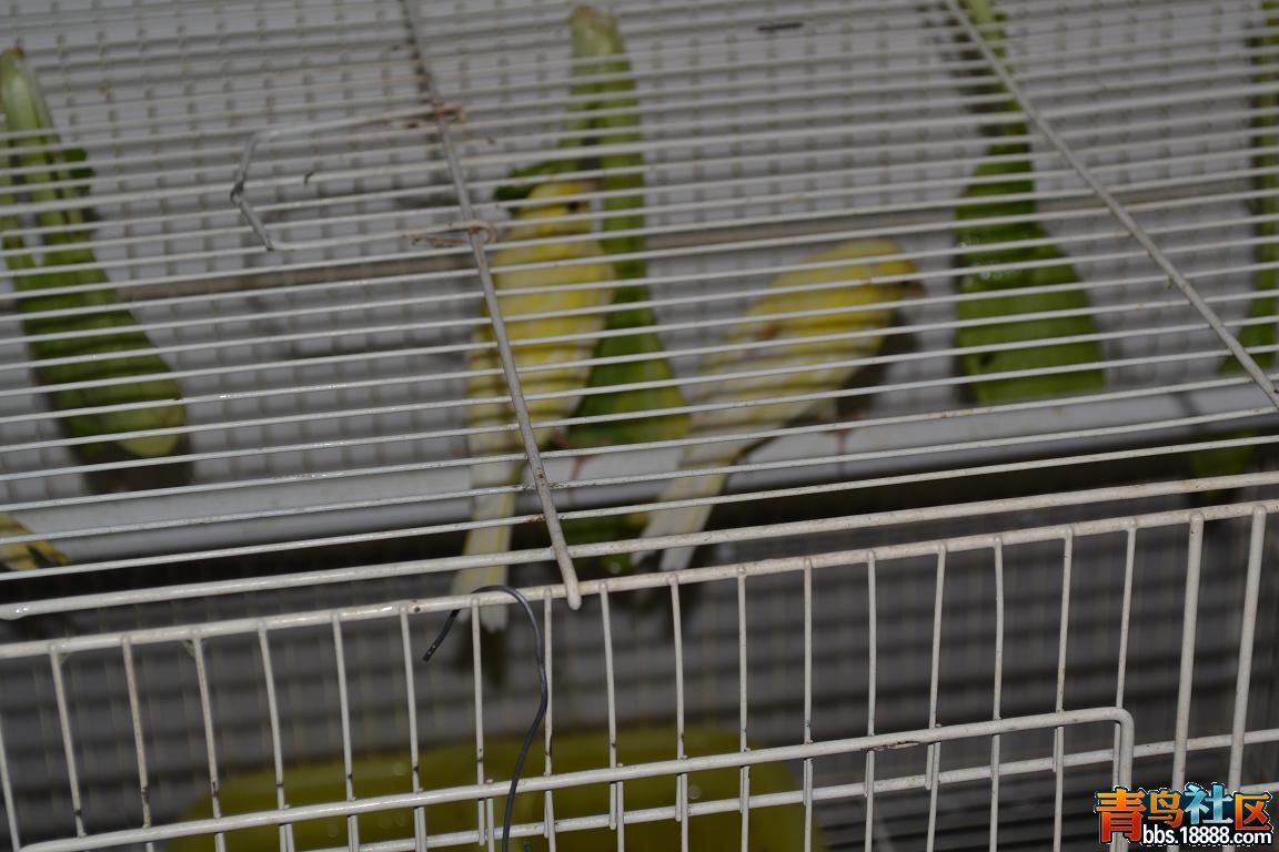 DSC_0020.jpg