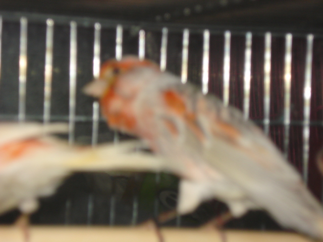 DSC00734.JPG