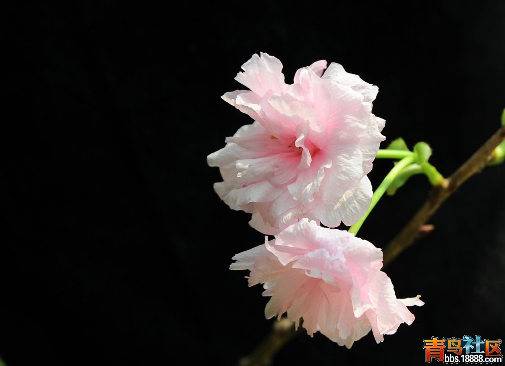 DSC_4807_副本.jpg