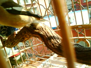IMG0186A.jpg