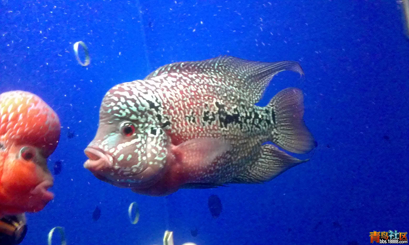 IMAG0027.jpg
