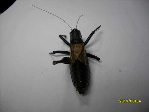 SDC13376.JPG