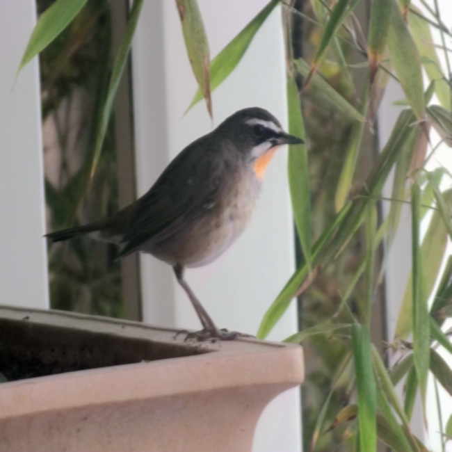 DSCF2295.jpg