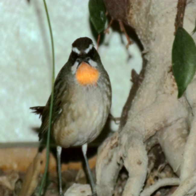DSCF2311.jpg