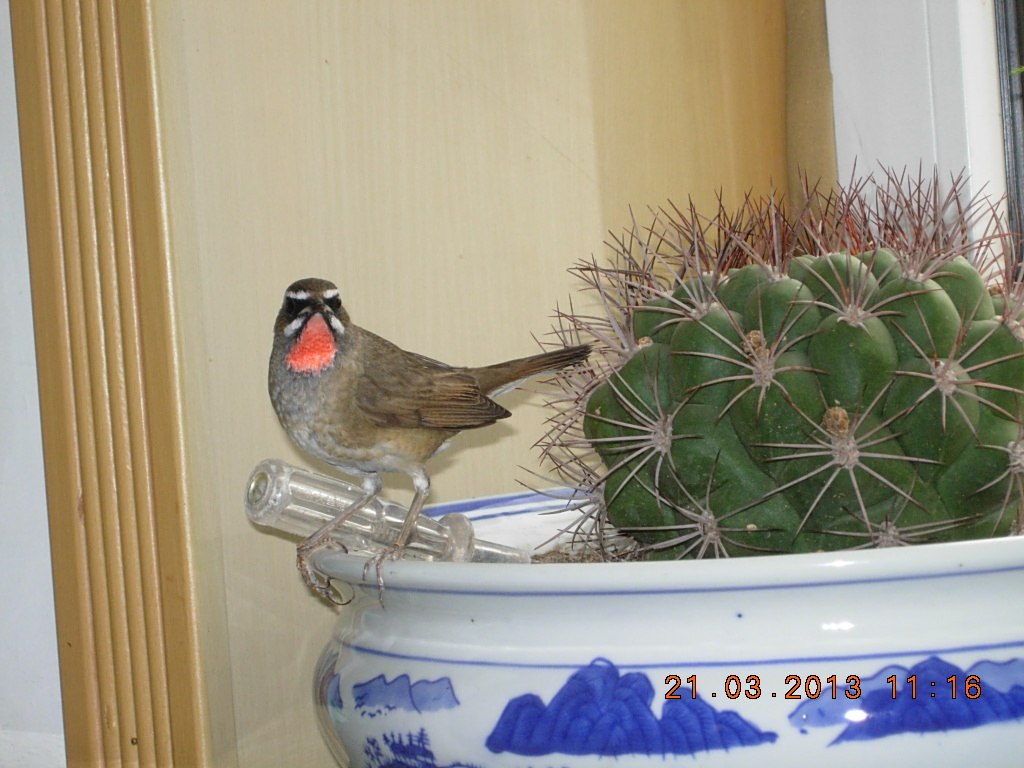 DSCN1063.jpg