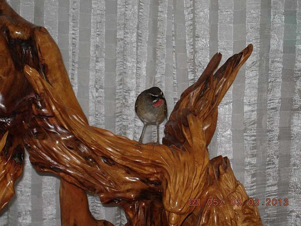 DSCN0732.jpg