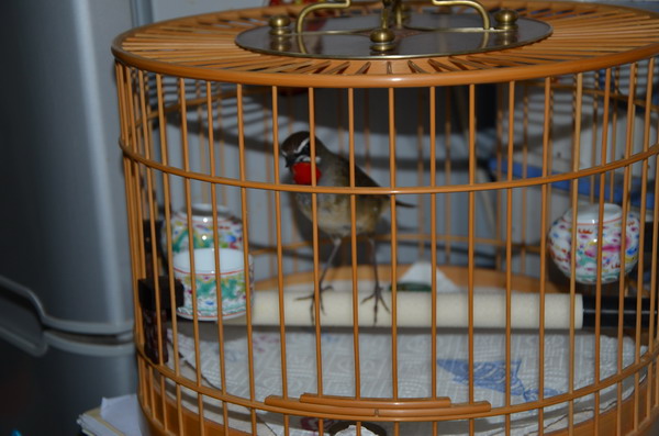 DSC_2529_缩小大小.JPG