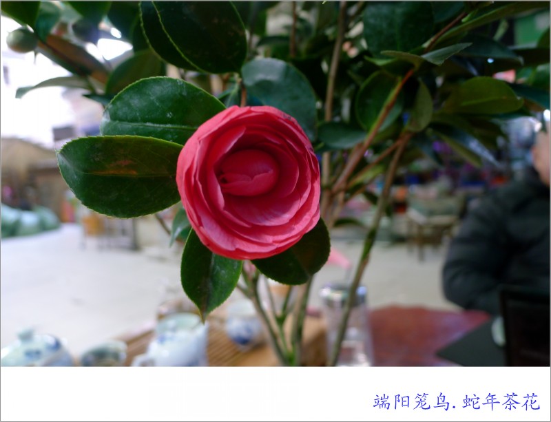 conew_p1070479_conew1.jpg