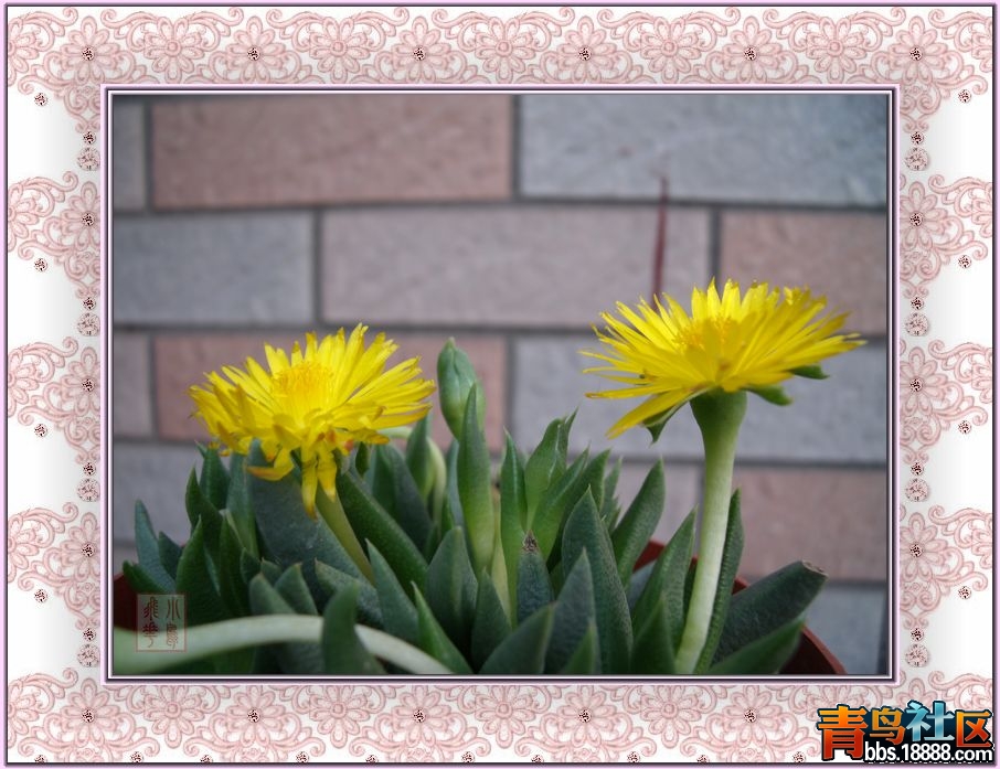DSCF8652.jpg