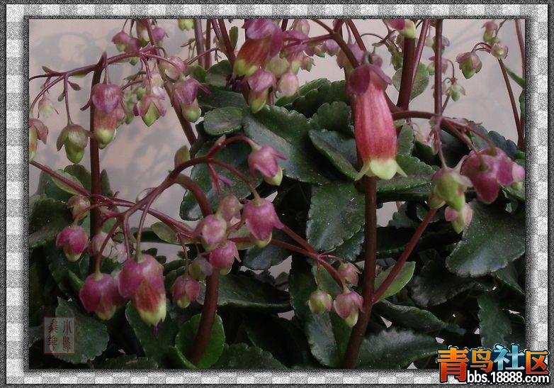 DSCF8561.jpg