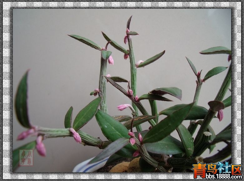 DSCF8568.jpg