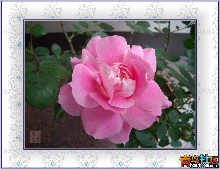 DSCF8713.jpg