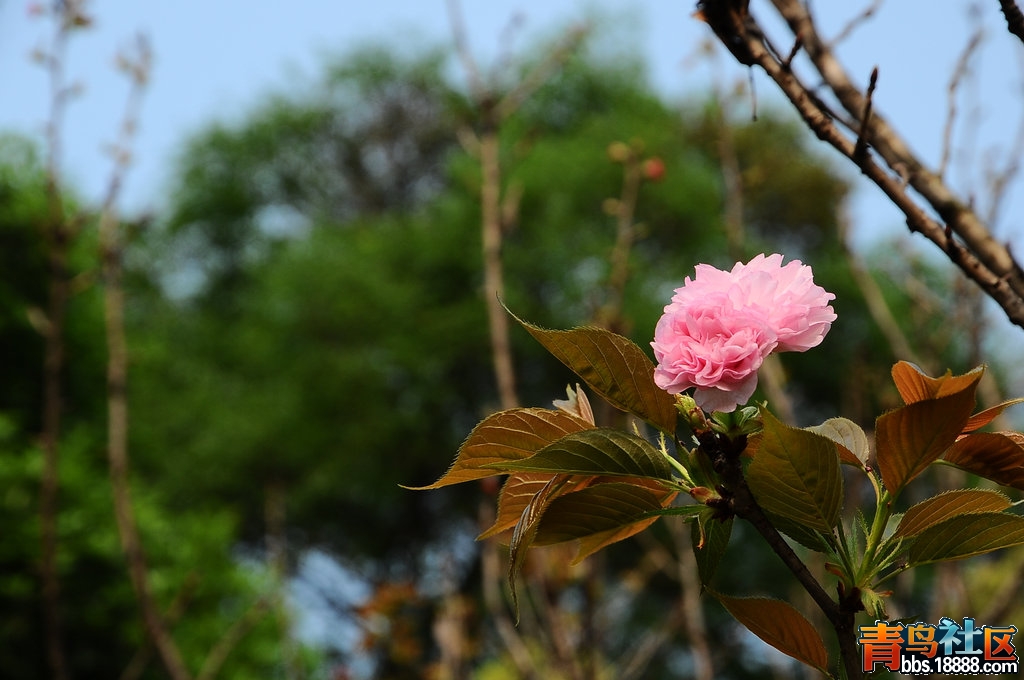 DSC_4588.JPG