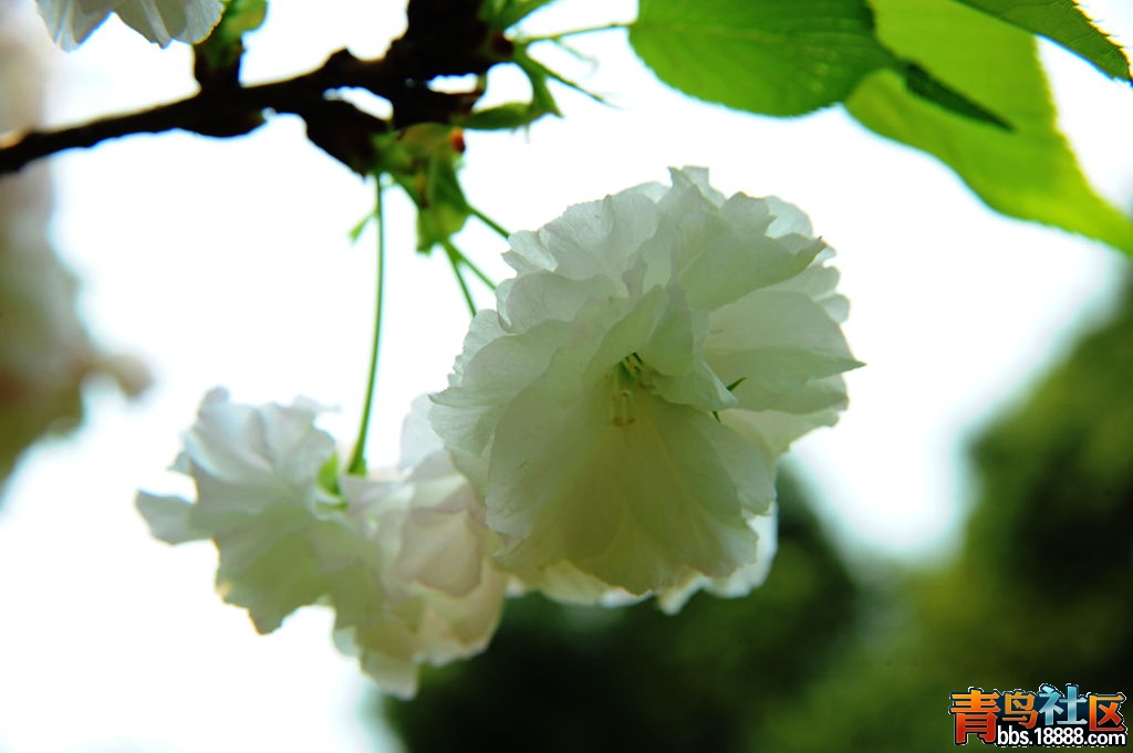 DSC_4787_副本.jpg