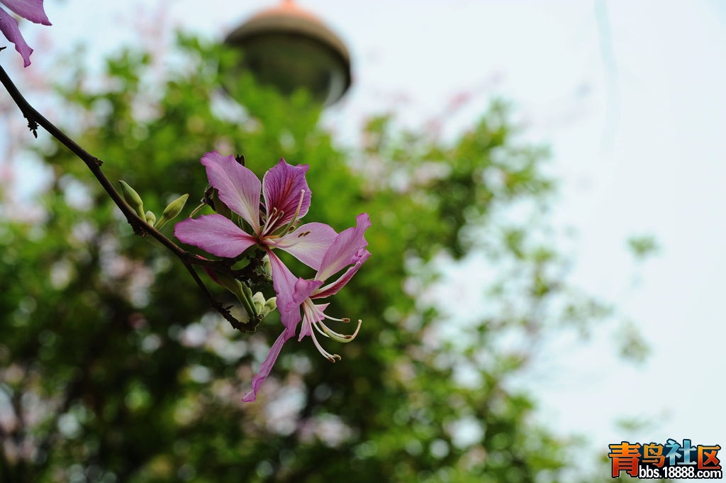 DSC_4763_副本.jpg