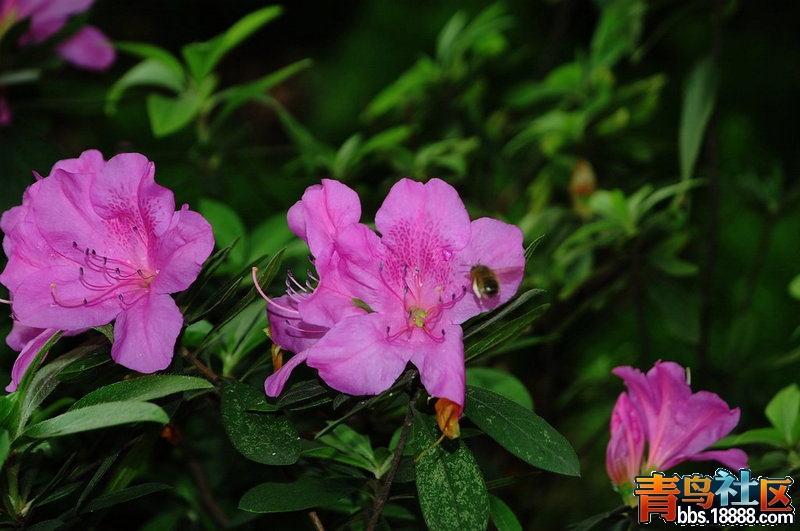 DSC_4535.JPG
