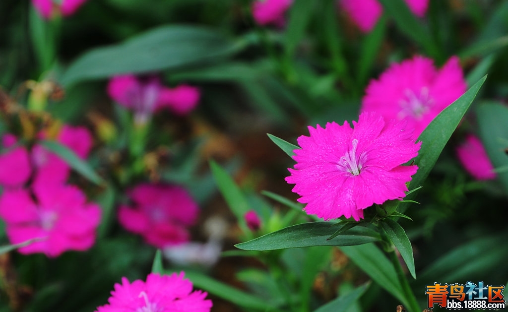 DSC_4513.JPG