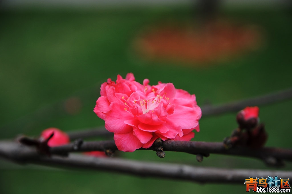 DSC_4507.JPG
