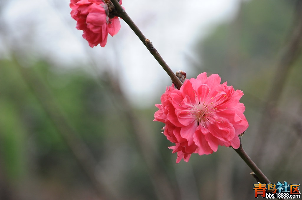 DSC_4498.JPG