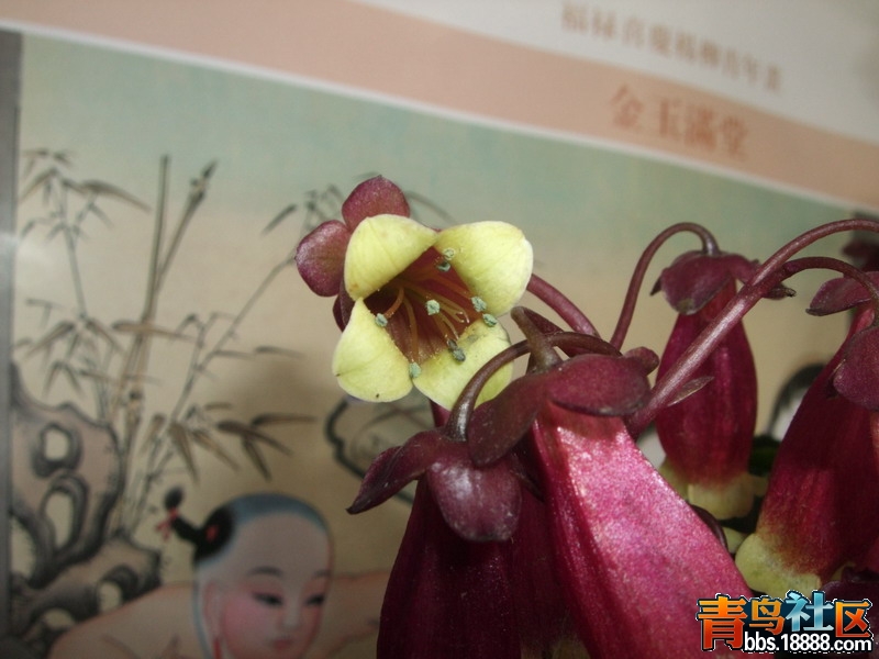 DSCF6243.jpg