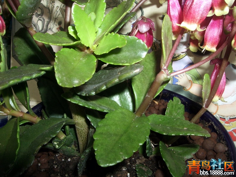 DSCF6230.jpg
