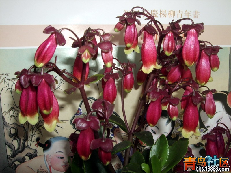 DSCF6228.jpg