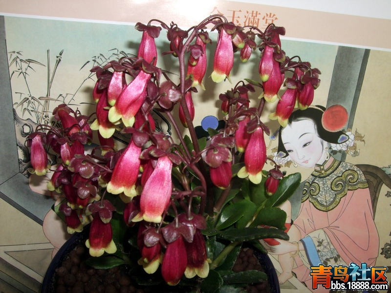 DSCF6238.jpg
