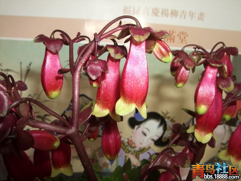 DSCF6248.jpg
