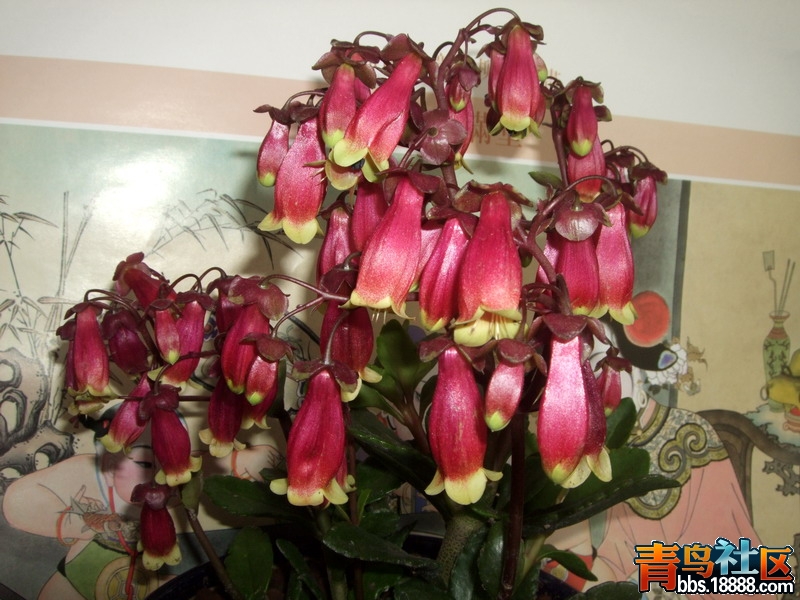 DSCF6239.jpg