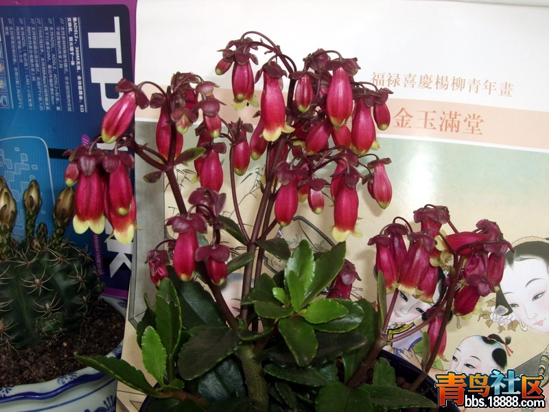 DSCF6221.jpg