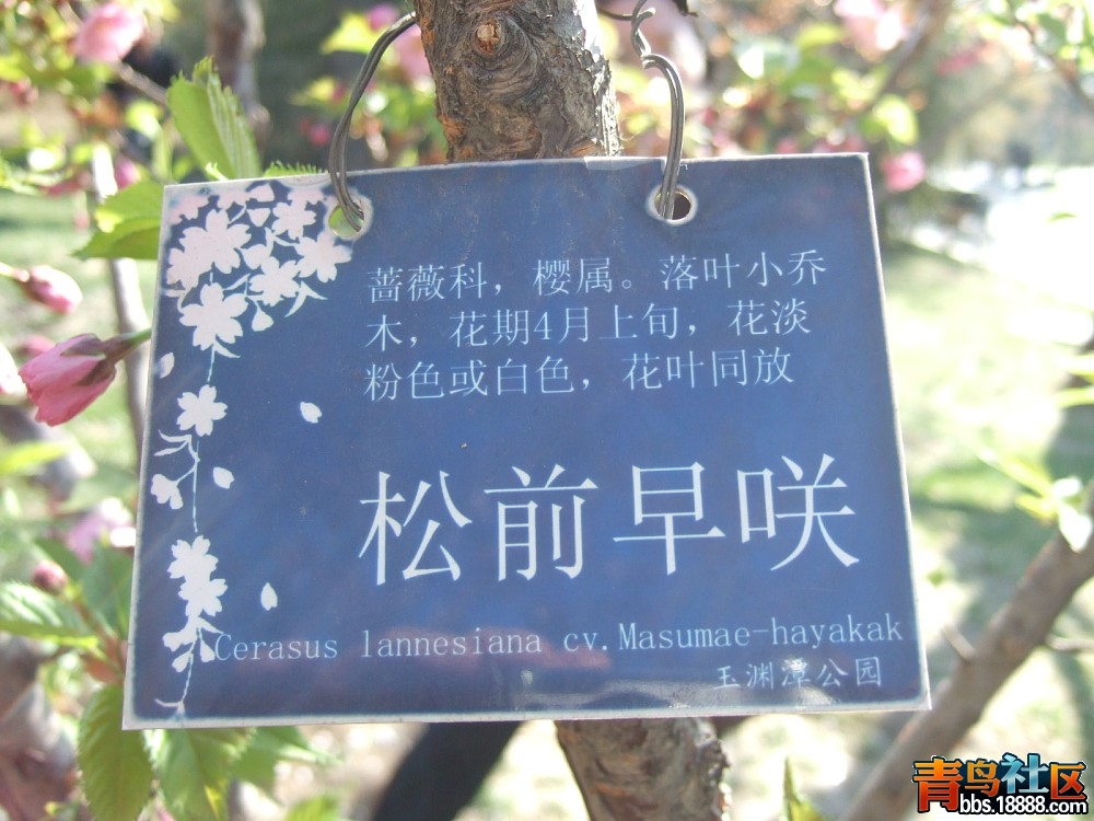 松前早咲 (2).jpg