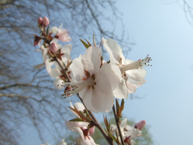 山桃花 (12).JPG