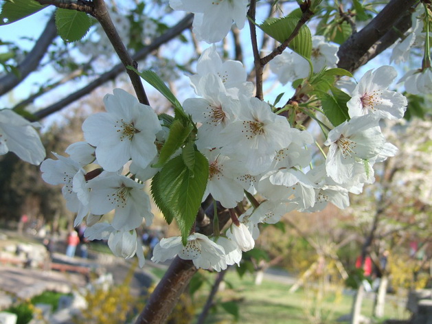 images217_调整大小.jpg