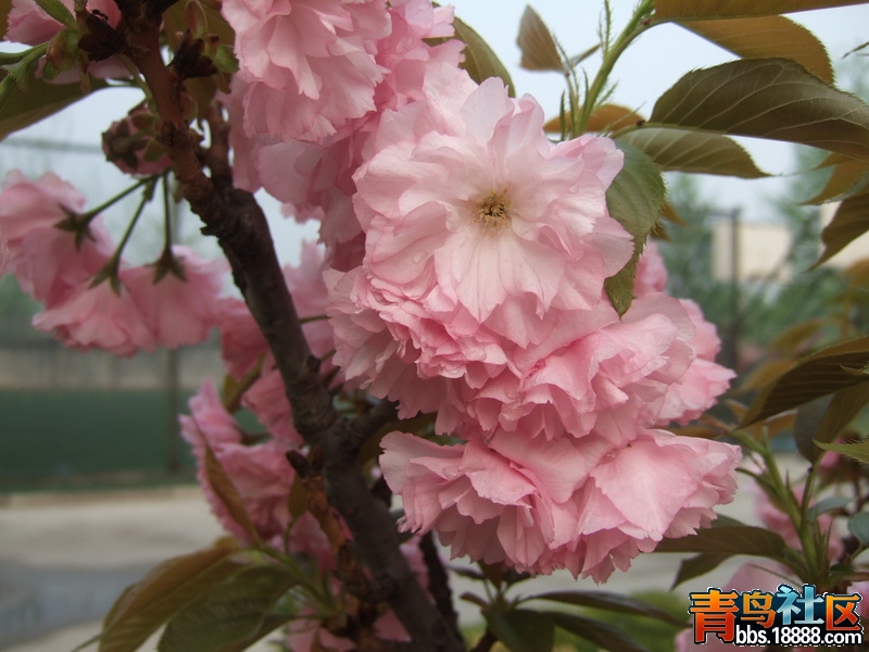 DSCF0563_调整大小.JPG