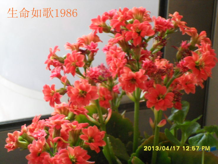 SAM_4345_副本.jpg