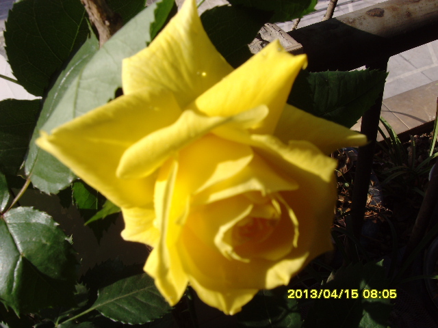 SNV36530.JPG