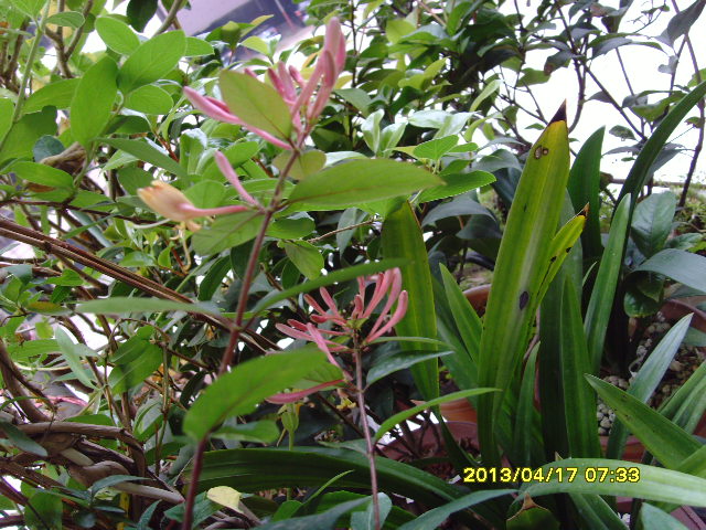 SNV36603.JPG