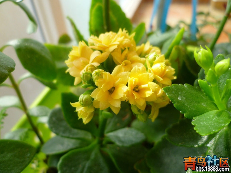 长寿花5.jpg