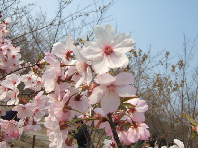 樱花 (1).JPG