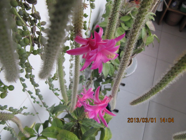 IMG_4491.jpg