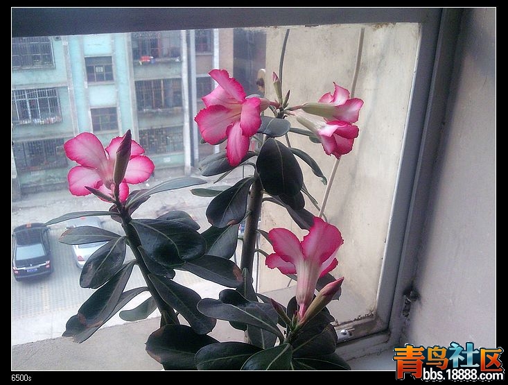 nEO_IMG_沙十一.jpg